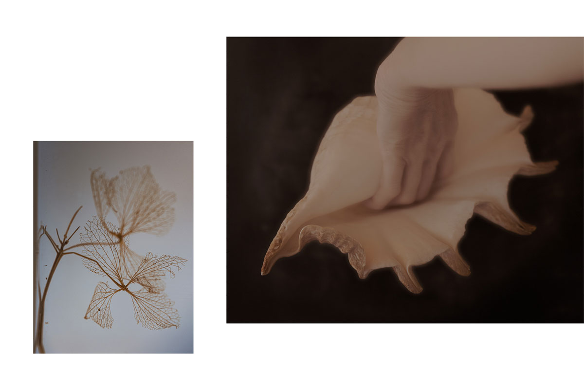 Une main dans un coquillage, des végétaux. Je caresse le silence, série de photographies de Corinne Deniel.