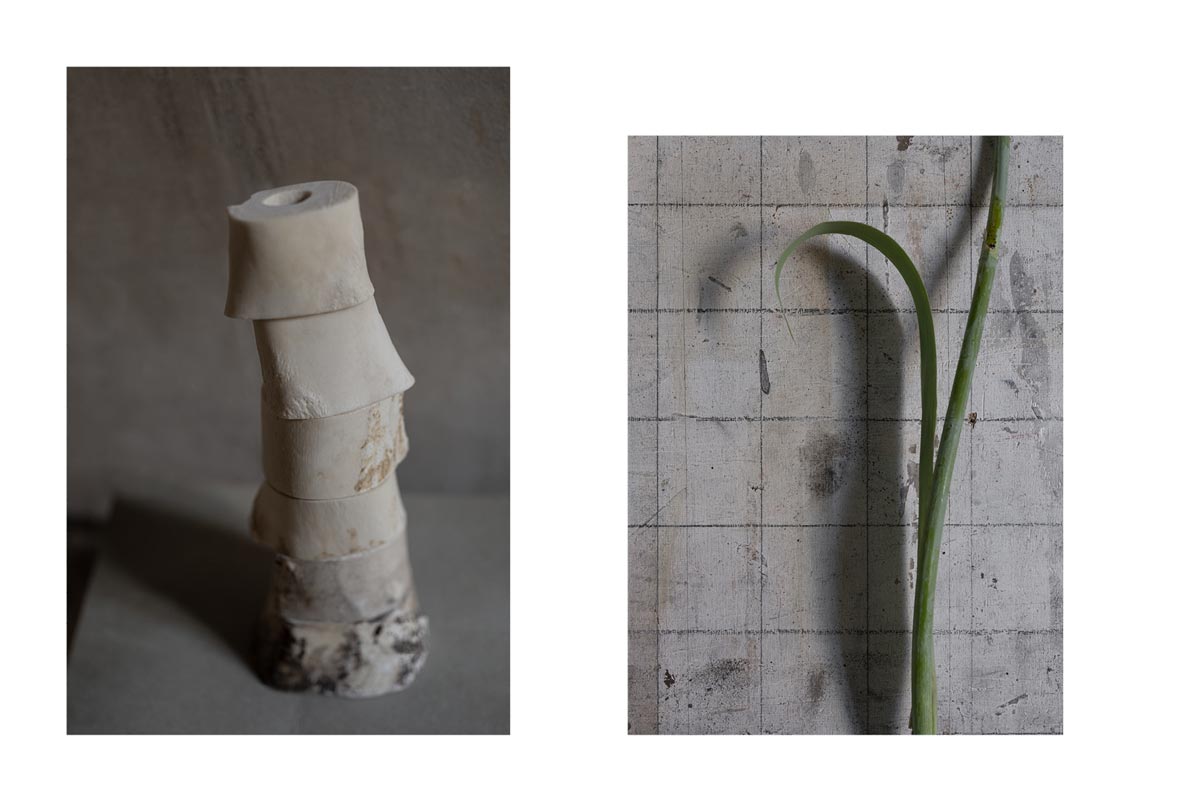 Ossements imbriqués, plante enroulée. Tout est calme, série d'images photographiques de Corinne Deniel.